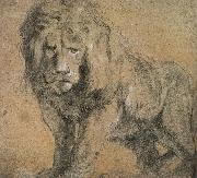 Peter Paul Rubens Standing lion oil painting on canvas